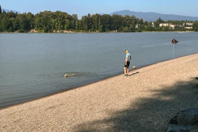 doggo swimmin