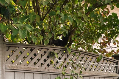 squirrel