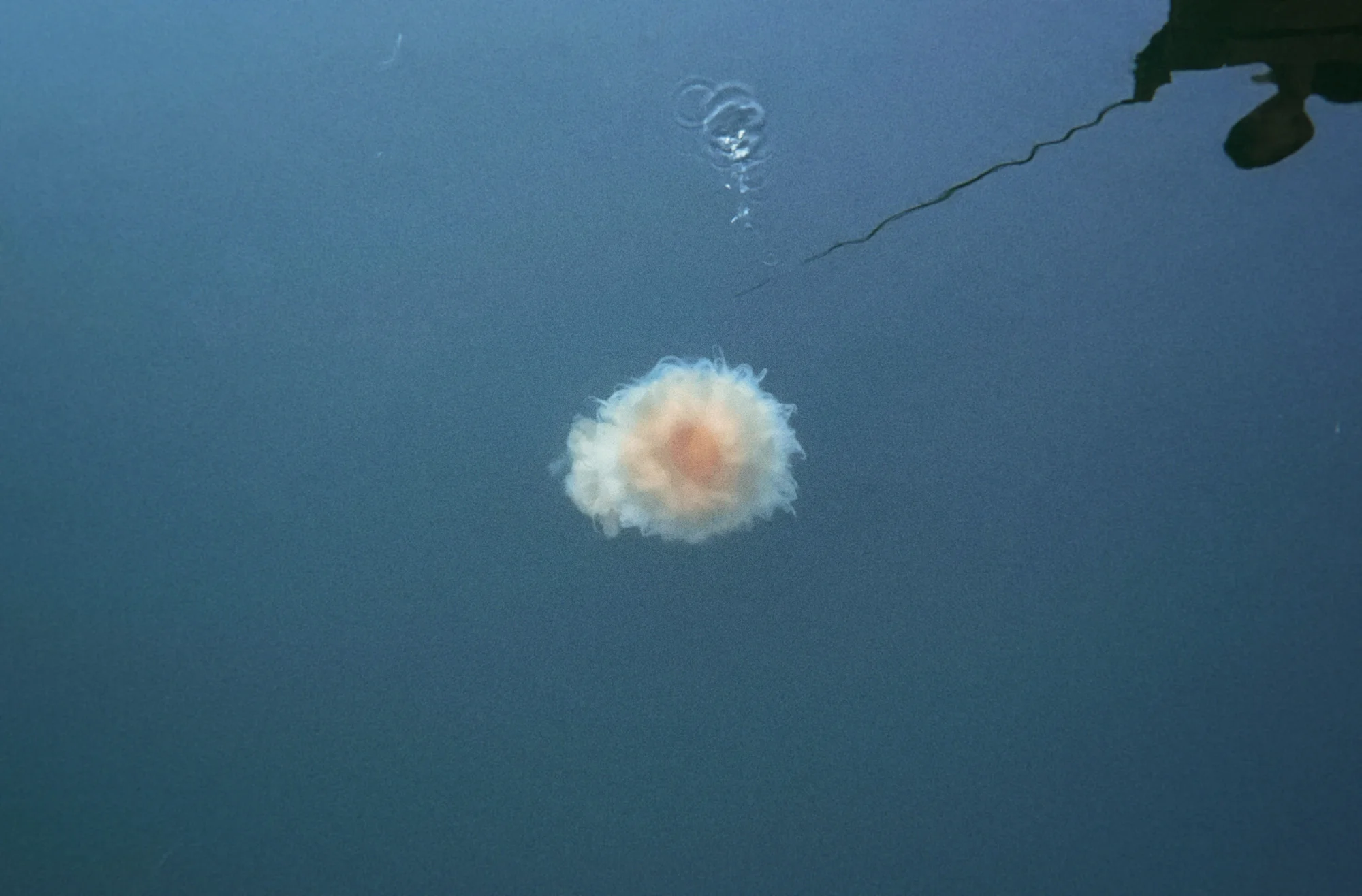 jellyfish